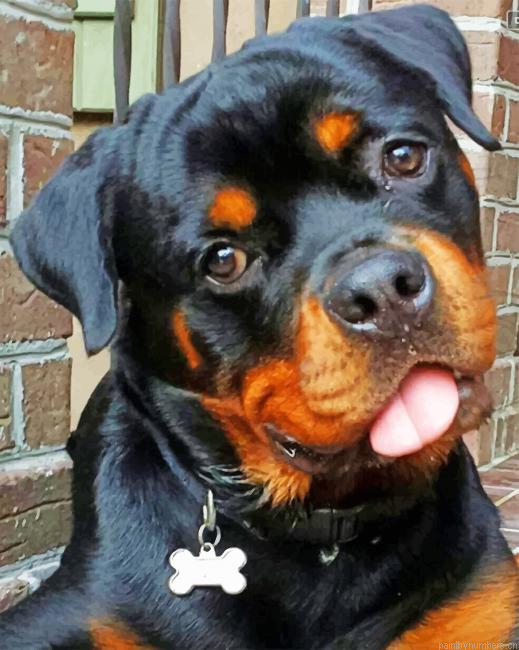 Baby Rottweiler Painting By Numbers.png