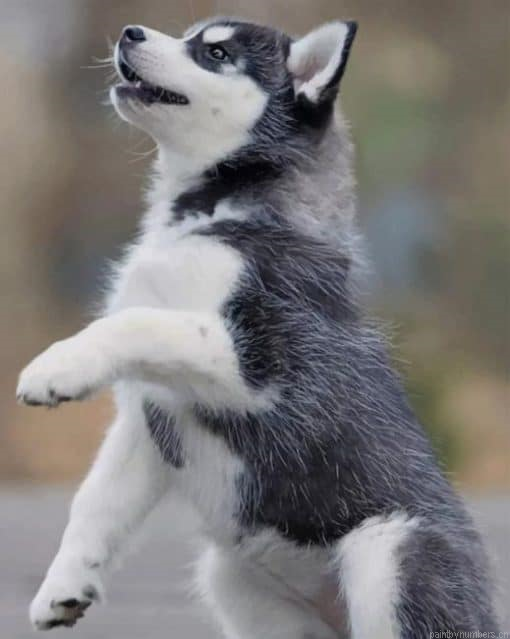 Baby Siberian Husky Animals Painting By Numbers.png
