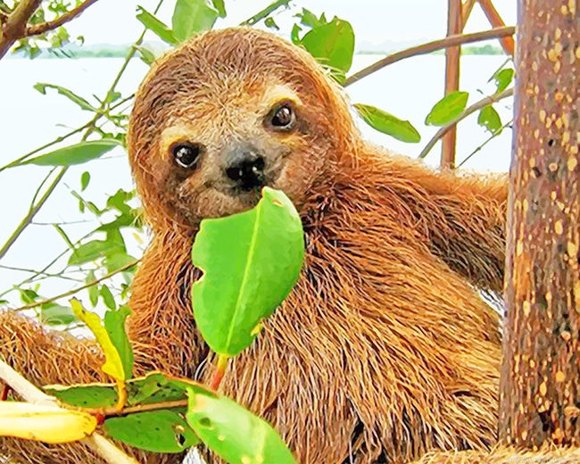 Baby Sloth Animals Painting By Numberss.png