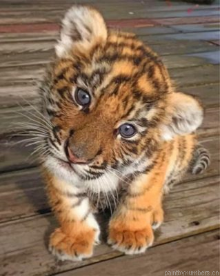 Baby Tiger Painting By Numbers.png