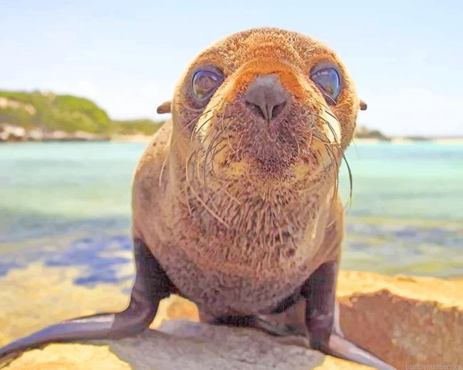 Baby Walrus Animals Painting By Numbers.png
