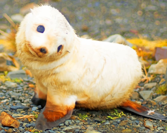 Baby White Seal Animals Painting By Numberss.png