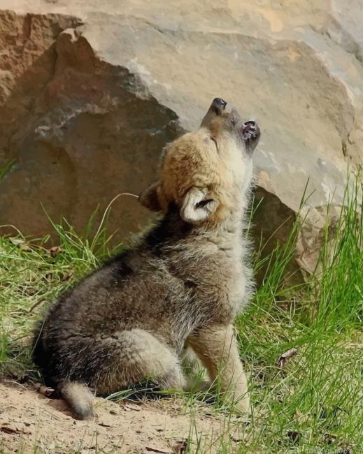 Baby Wolf Howling Animals Painting By Numberss.png