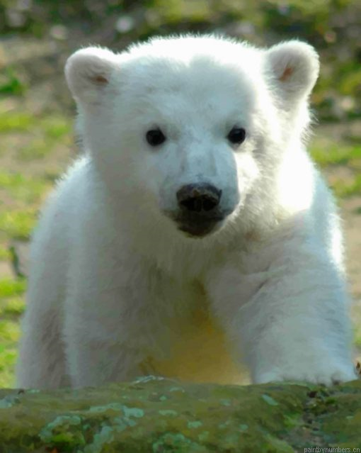 Baby Knut Polar Bear Painting By Numberss.png
