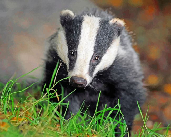 Badger Painting By Numberss.png