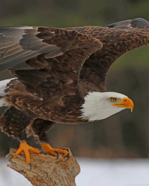 Bald Brown Eagle Birds Painting By Numberss.png