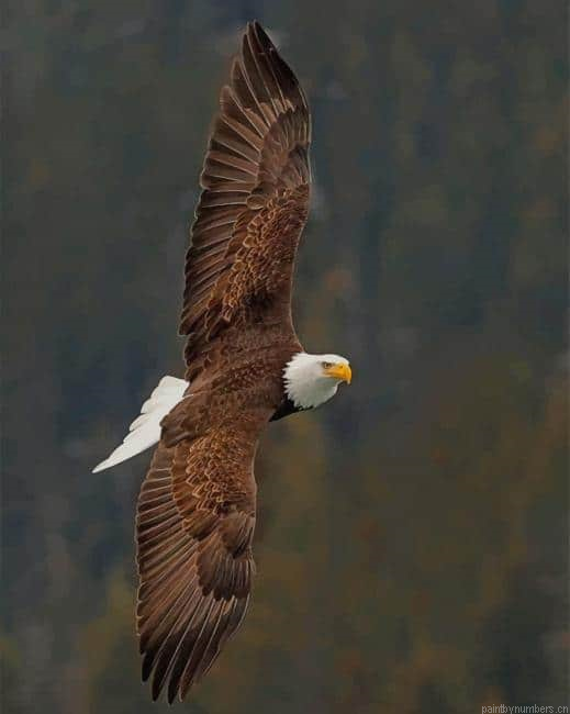 Bald Eagle Birds Painting By Numberss.png