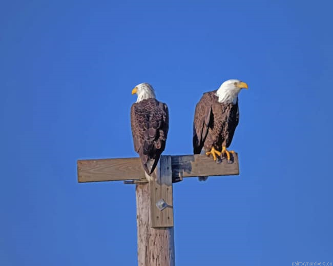 Bald Eagle Couple Birds Painting By Numberss.png