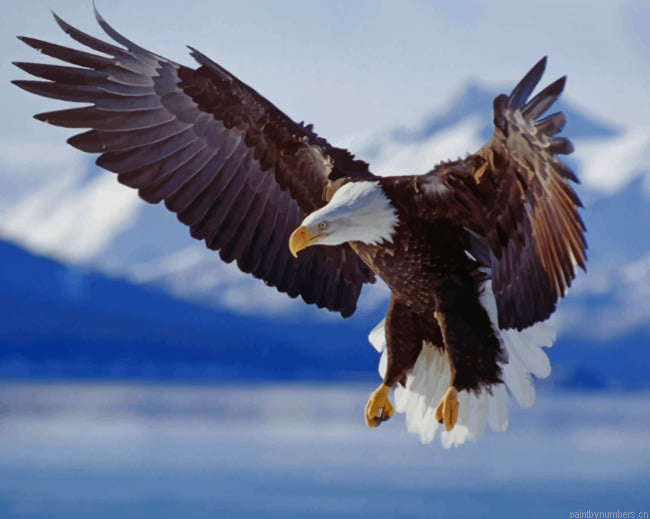 Bald Eagle Flying Birds Painting By Numberss.png