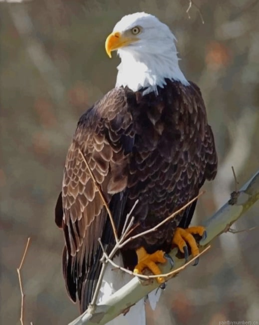 Bald Eagle New Painting By Numberss.png