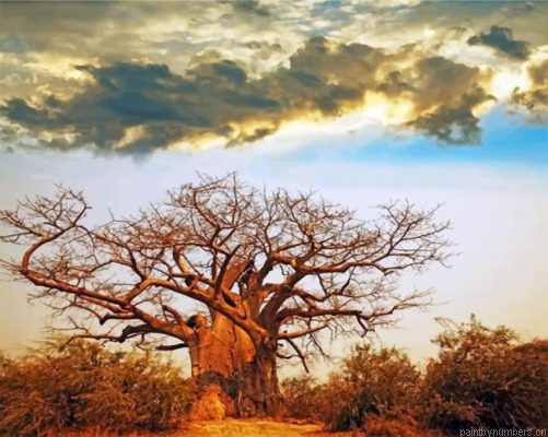 Baobab Tree Painting By Numbers.png