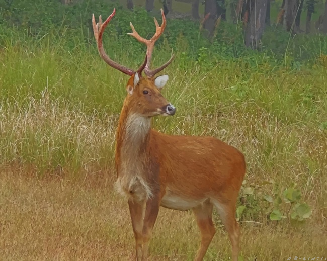 Barasingha Deer Animals Painting By Numberss.png