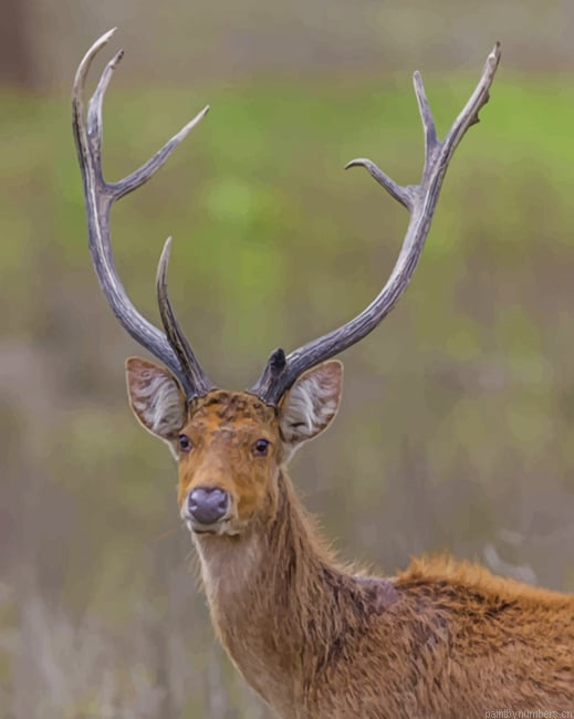 Barasingha In The Jungle Animals Painting By Numberss.png