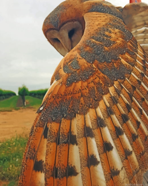 Barn Owl Bird Painting By Numberss.png