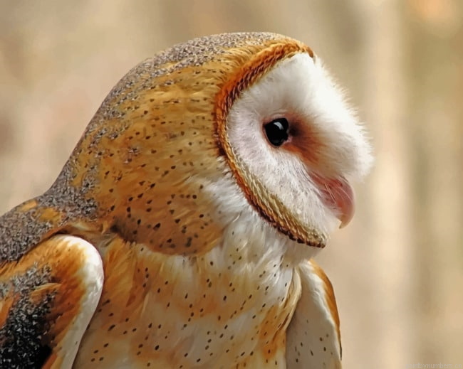 Barn Owl Birds Painting By Numberss.png