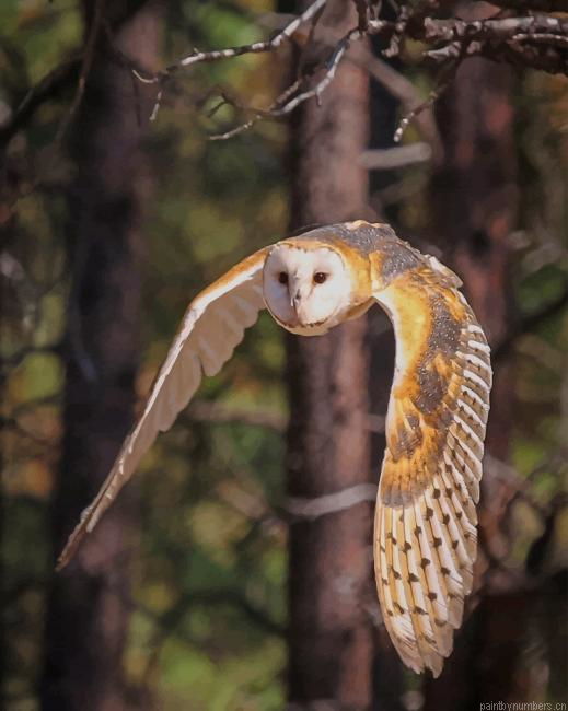 Barn Owl Flying Birds Painting By Numberss.png