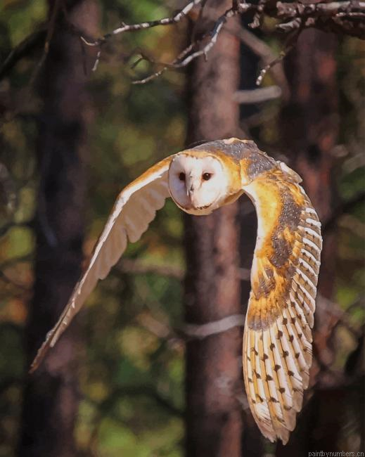 Barn Owl In Flight Birds Painting By Numberss.png