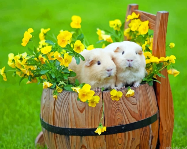 Barrel Guinea Pigs Animals Painting By Numbers.png
