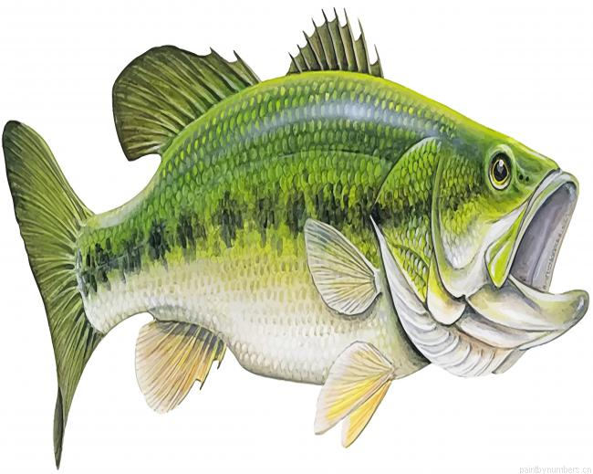 Bass Fish Painting By Numberss.png