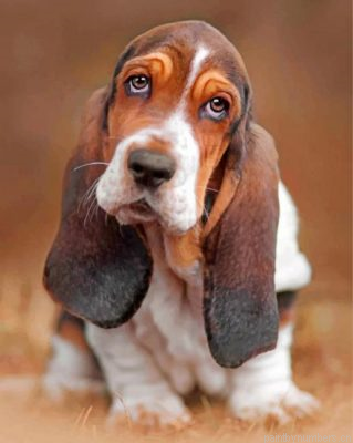 Basset Hound Dog Painting By Numbers.png
