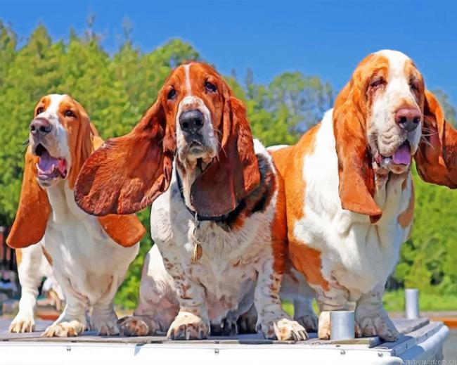Basset Hound Dogs Painting By Numberss.png