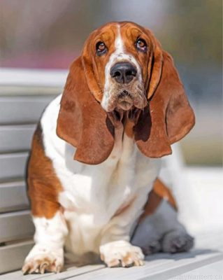 Basset Hound Painting By Numbers.png