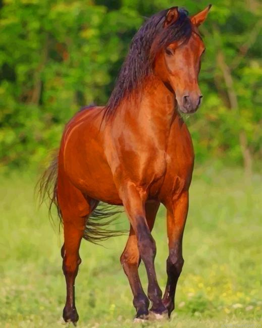 Bay Horse Animals Painting By Numberss.png