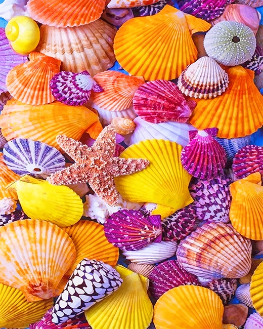 Beach Seashell Painting By Numberss.png