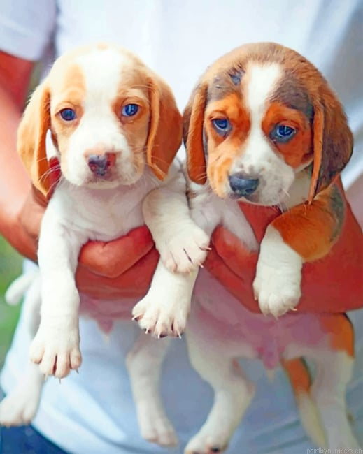Beagle Babies Painting By Numberss.png