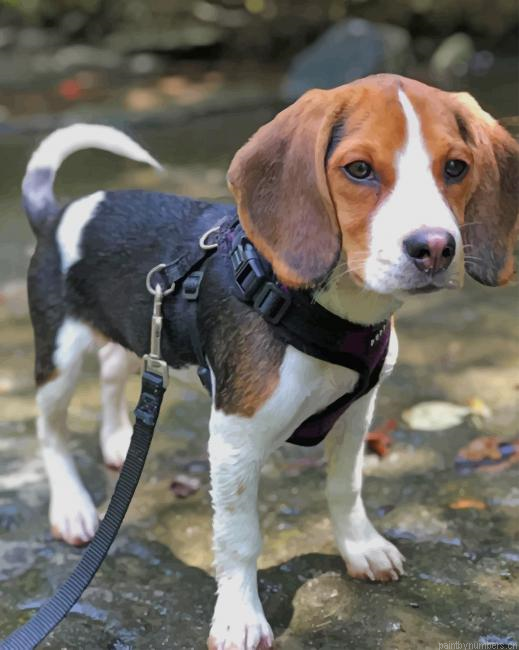 Beagle Dog Painting By Numberss.png