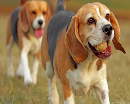 Beagle Dogs Painting By Numbers.png