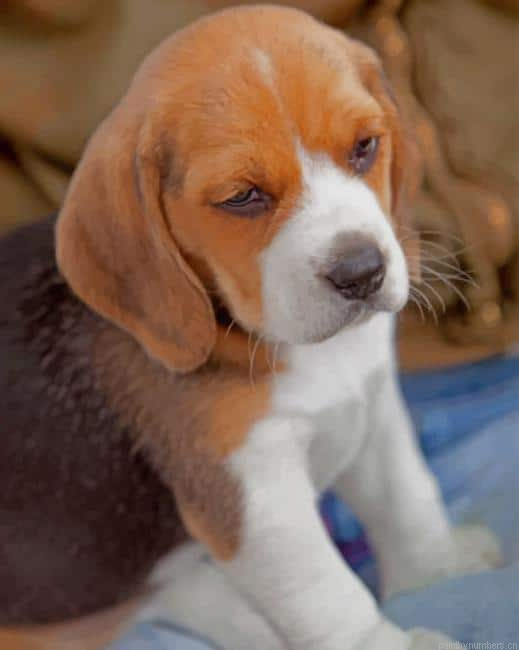 Beagle Puppy Animals Painting By Numberss.png