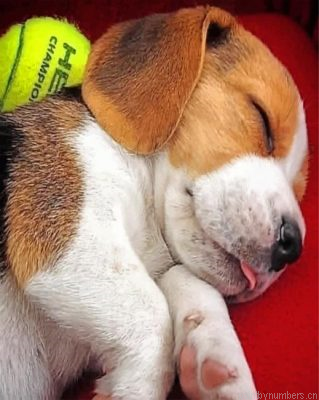 Beagle Puppy Sleeping Painting By Numbers.png