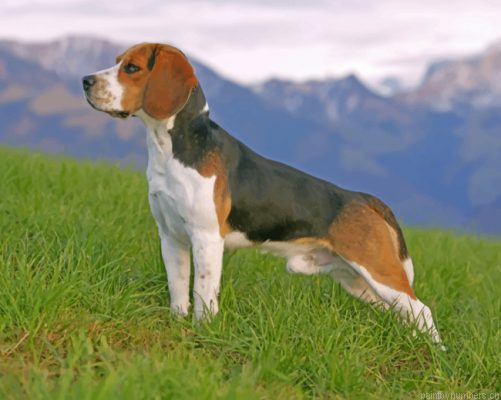 Beagle Side Profile Painting By Numbers.png