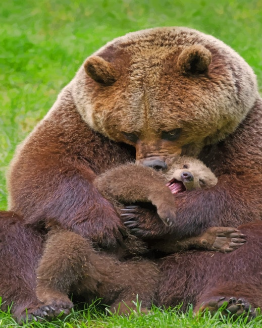 Bear Cub And Mom Animals Painting By Numberss.png