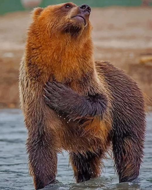 Bear In River Animals Painting By Numberss.png