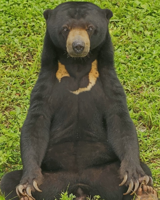 Bear In The Forest Animals Painting By Numberss.png