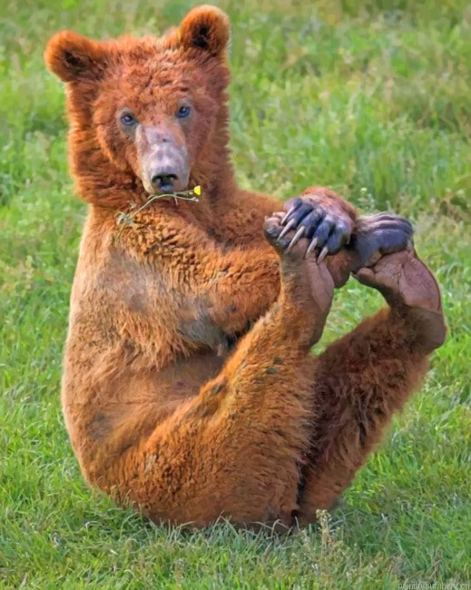 Bear With Legs Up Animals Painting By Numberss.png