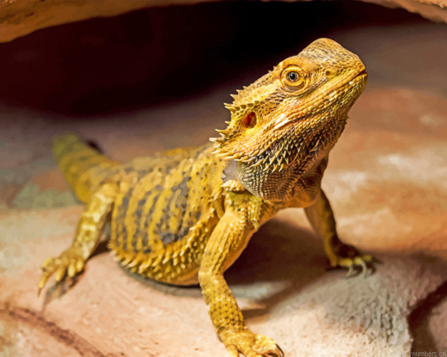 Bearded Dragon Painting By Numbers.png