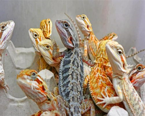 Bearded Dragons Painting By Numbers.png