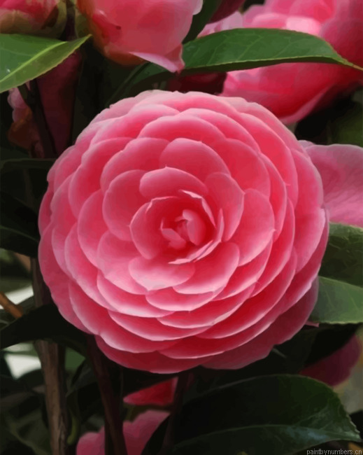 Beautiful Bloom Painting By Numbers.png