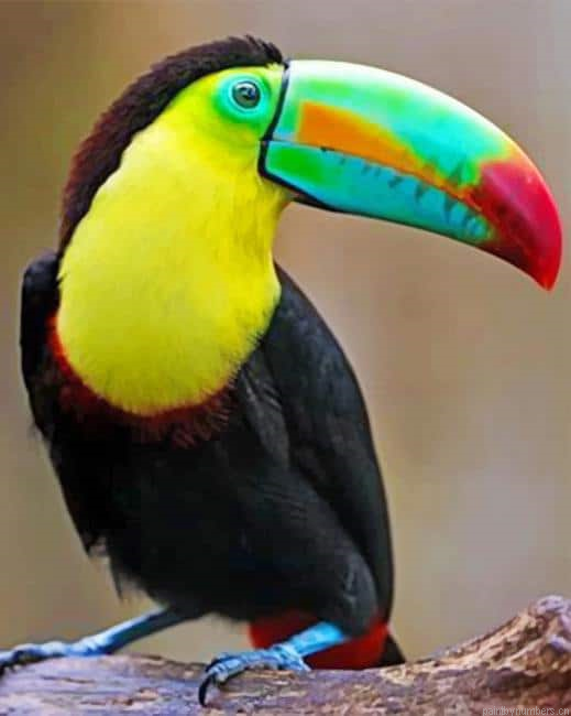 Beautiful Colored Toucan Birds Painting By Numbers.png