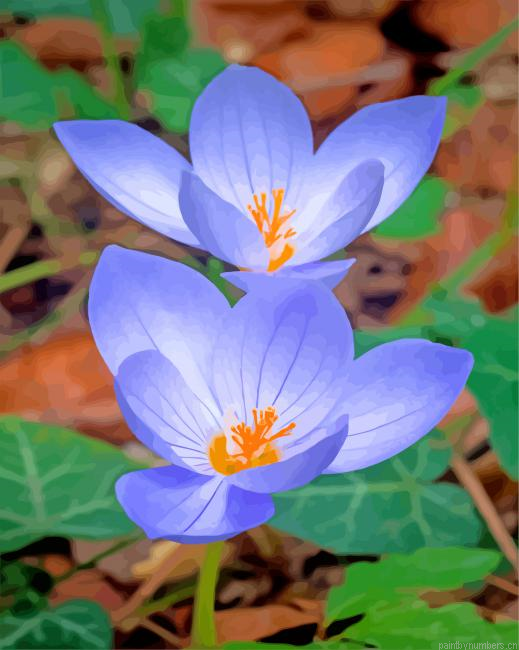 Beautiful Crocus Painting By Numberss.png
