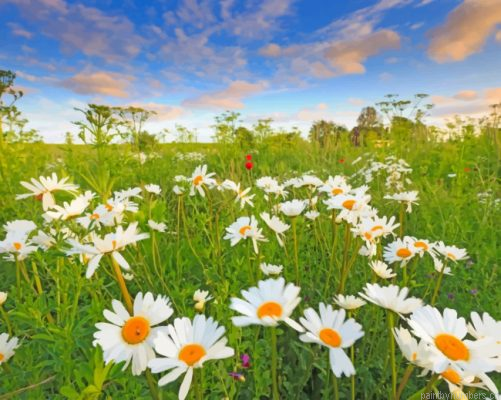 Beautiful Daisies Painting By Numbers.png