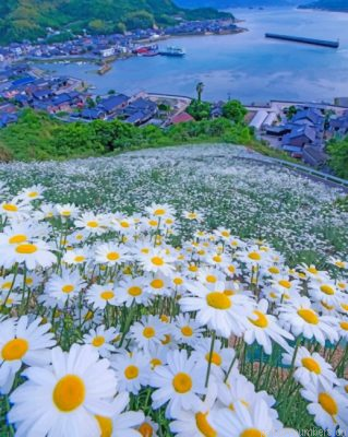 Beautiful Daisy Field Painting By Numbers.png