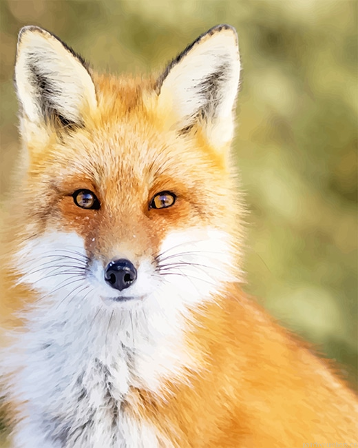 Beautiful Fox Animals Painting By Numbers.png