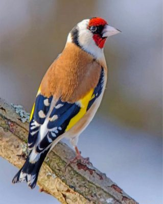 Beautiful Goldfinch Bird Painting By Numbers.png