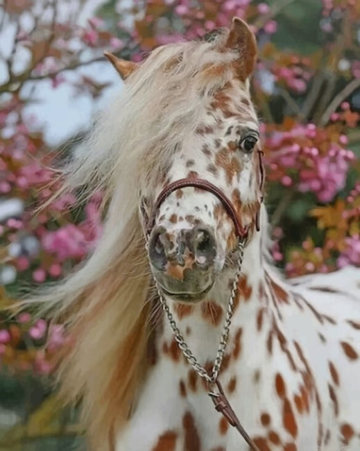 Beautiful Horse Animals Painting By Numberss.png