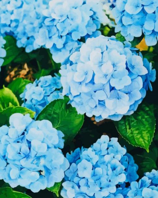 Beautiful Hydrangea Painting By Numbers.png