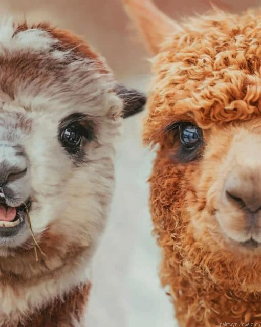 Beautiful Llamas Painting By Numbers.png
